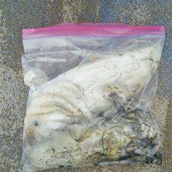 マリンガイド福丸 釣果