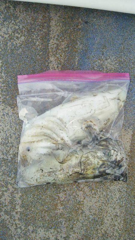 マリンガイド福丸 釣果