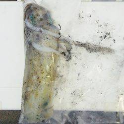 マリンガイド福丸 釣果