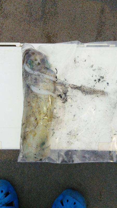 マリンガイド福丸 釣果