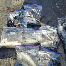 マリンガイド福丸 釣果