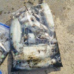 マリンガイド福丸 釣果