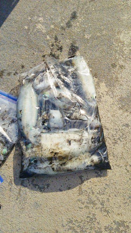 マリンガイド福丸 釣果