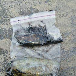 マリンガイド福丸 釣果