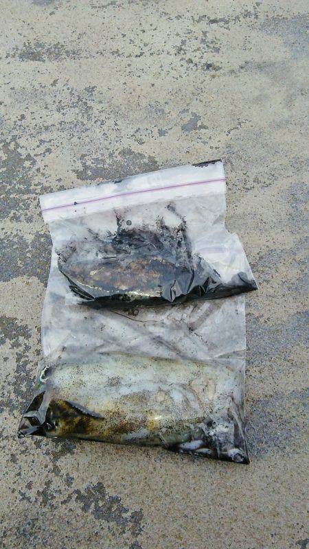 マリンガイド福丸 釣果