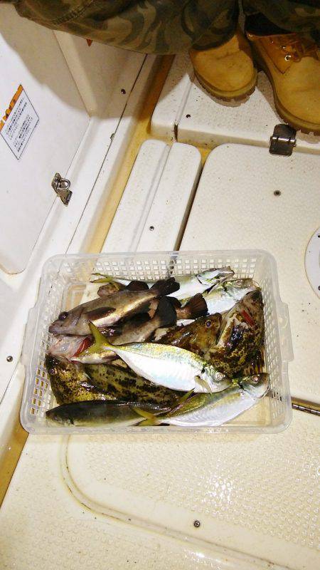 マリンガイド福丸 釣果