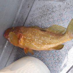 第二龍勢丸 釣果