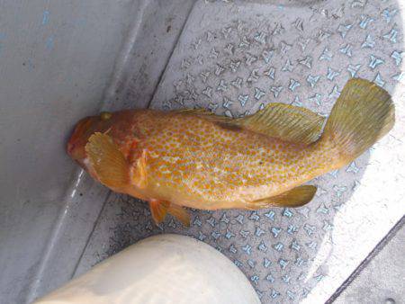 第二龍勢丸 釣果