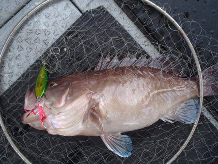 第二龍勢丸 釣果