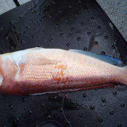 第二龍勢丸 釣果