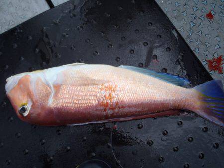 第二龍勢丸 釣果