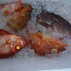 第二龍勢丸 釣果