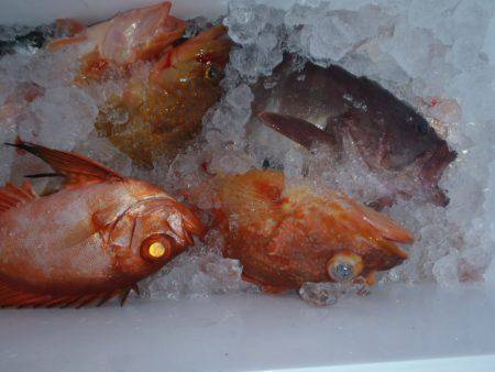 第二龍勢丸 釣果