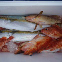 第二龍勢丸 釣果