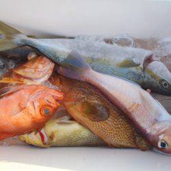 第二龍勢丸 釣果