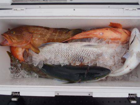 第二龍勢丸 釣果