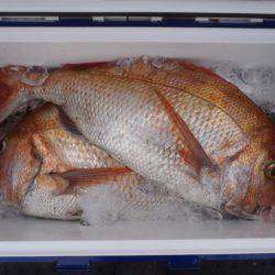 第二龍勢丸 釣果