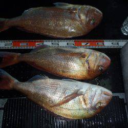 第二龍勢丸 釣果