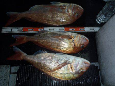 第二龍勢丸 釣果