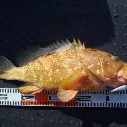 第二龍勢丸 釣果