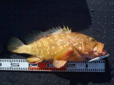 第二龍勢丸 釣果