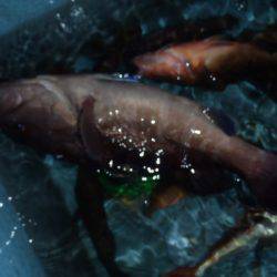 第二龍勢丸 釣果