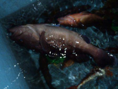 第二龍勢丸 釣果