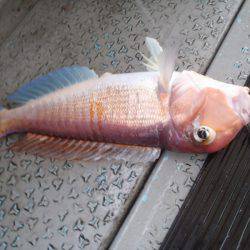 第二龍勢丸 釣果