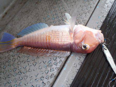 第二龍勢丸 釣果