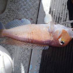 第二龍勢丸 釣果