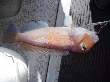 第二龍勢丸 釣果