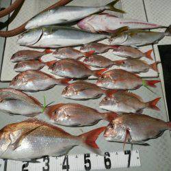 オーシャンスター(Ocean Star) 釣果