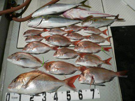 オーシャンスター(Ocean Star) …