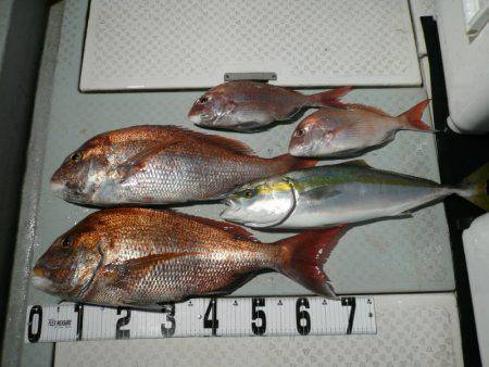 オーシャンスター(Ocean Star) …