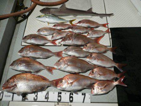 オーシャンスター(Ocean Star) …