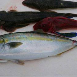 ＪＤＩ　Ｒａｃｉｎｇ　シールズマリンレジャー 釣果