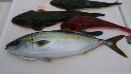 ＪＤＩ　Ｒａｃｉｎｇ　シールズマリンレジャー 釣果