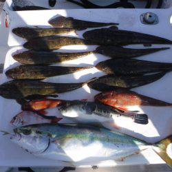 JDI Racing シールズマリンレジャー 釣果