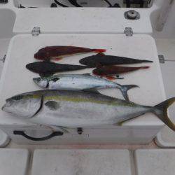 JDI Racing シールズマリンレジャー 釣果