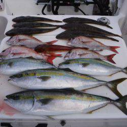 JDI Racing シールズマリンレジャー 釣果