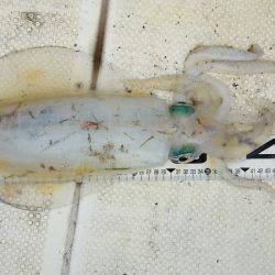 マリンガイド福丸 釣果