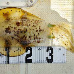 マリンガイド福丸 釣果