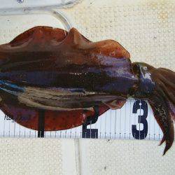 マリンガイド福丸 釣果