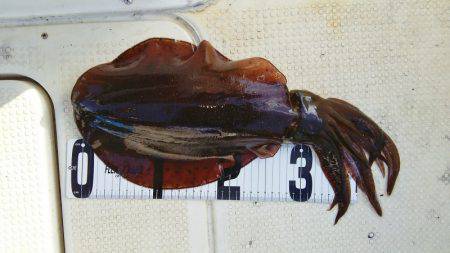 マリンガイド福丸 釣果