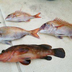 マリンガイド福丸 釣果