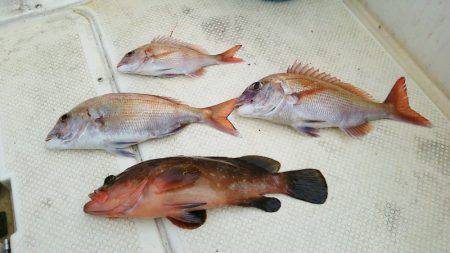 マリンガイド福丸 釣果