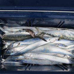 Chase(チェイス) 釣果