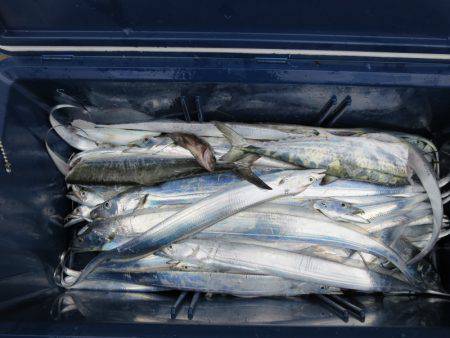 Chase(チェイス) 釣果