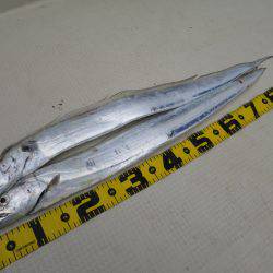 Chase（チェイス） 釣果