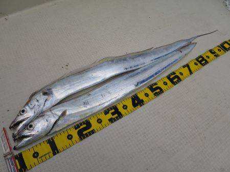 Chase（チェイス） 釣果